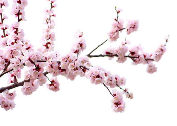 Pink blossoms — Stock Photo, Image