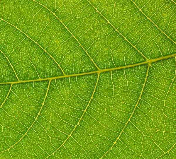 Textura de hoja verde — Foto de Stock