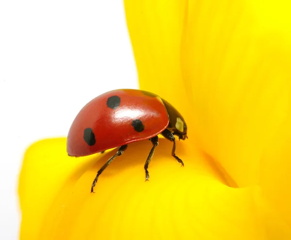 Joaninha em uma flor — Fotografia de Stock