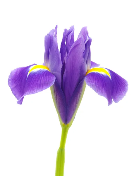 Iris op de witte — Stockfoto
