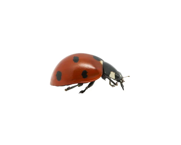 Coccinella — Foto Stock