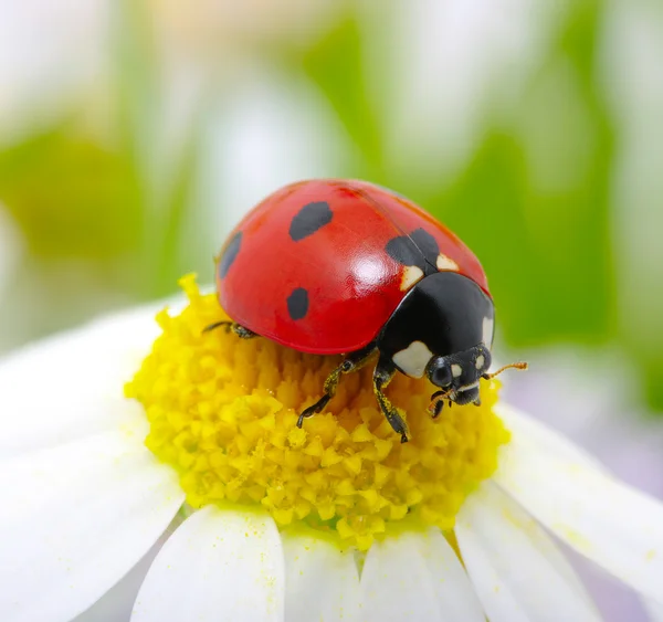 Ladybug on a flower Stock Image