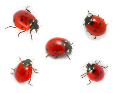 ladybugs topluluğu