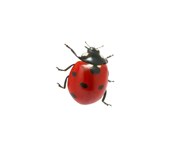 Coccinella — Foto Stock