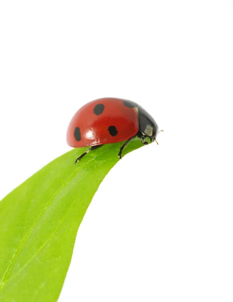 Mariquita. — Foto de Stock