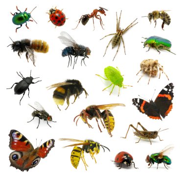 Set of insects clipart