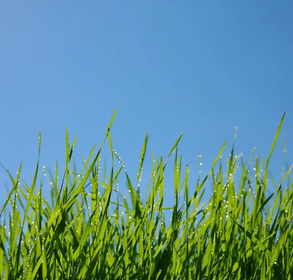 Grass and sky — Stock Photo, Image