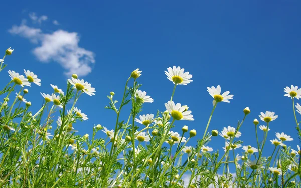 Weiße Gänseblümchen — Stockfoto