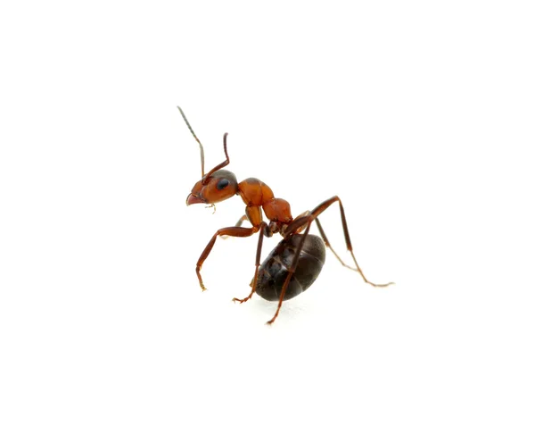 Ant op wit — Stockfoto