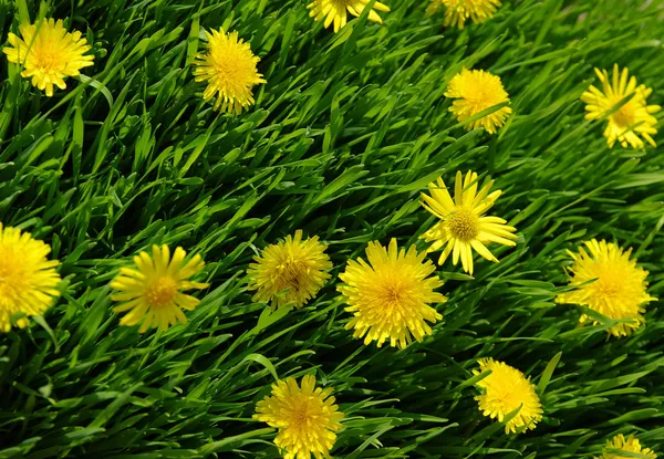 Yellow dandelion — Stock Photo, Image