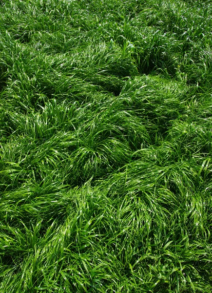 Achtergrond van een groen gras — Stockfoto