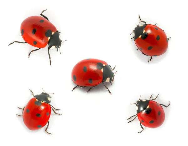 Collezione di coccinelle — Foto Stock