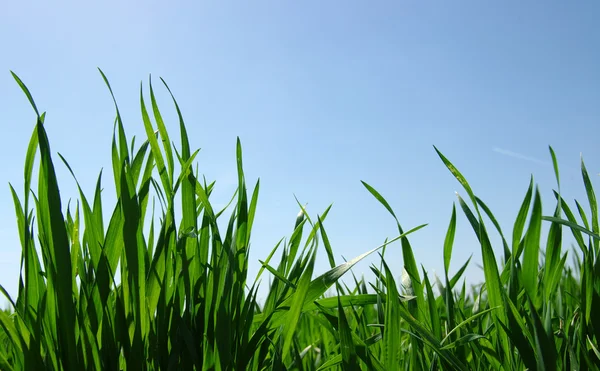 Gras en lucht Stockfoto