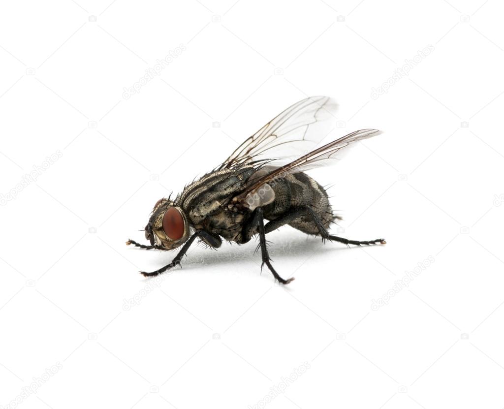 macro of fly