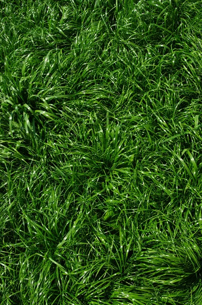 Texture green lawn — Stock Photo, Image