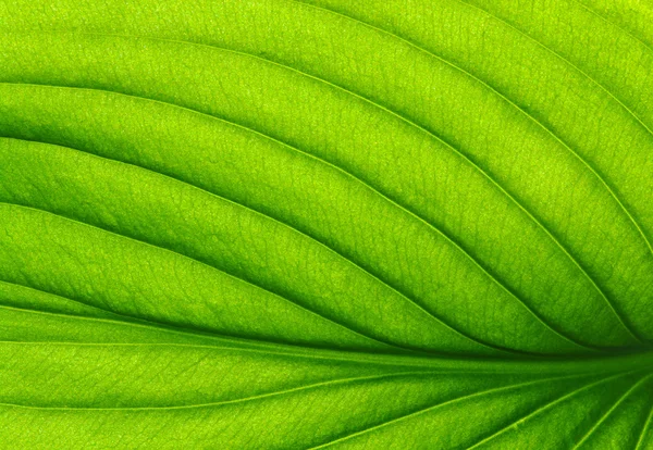 Green leaf texture — Stock Photo, Image