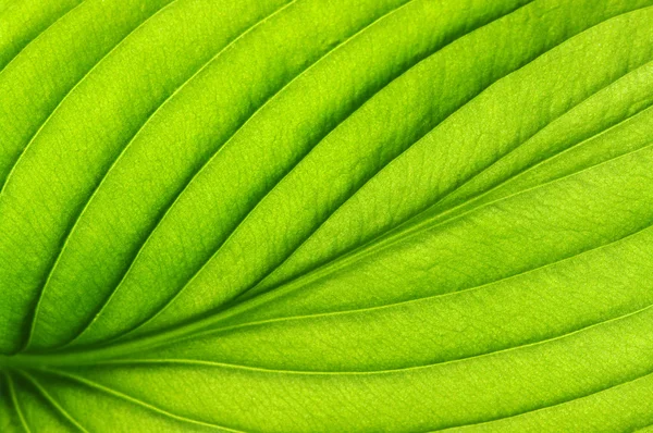 Textura de folha verde — Fotografia de Stock