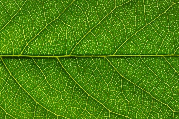Green leaf texture — Stock Photo, Image
