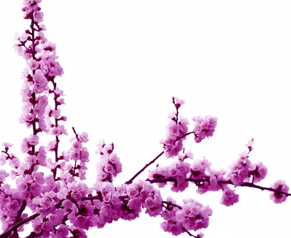 Pink blossoms — Stock Photo, Image