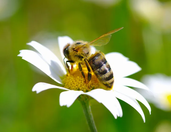 Biene auf Blume — Stockfoto