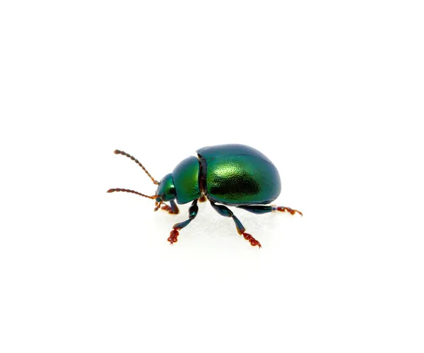 Green beetle — Stock Photo, Image