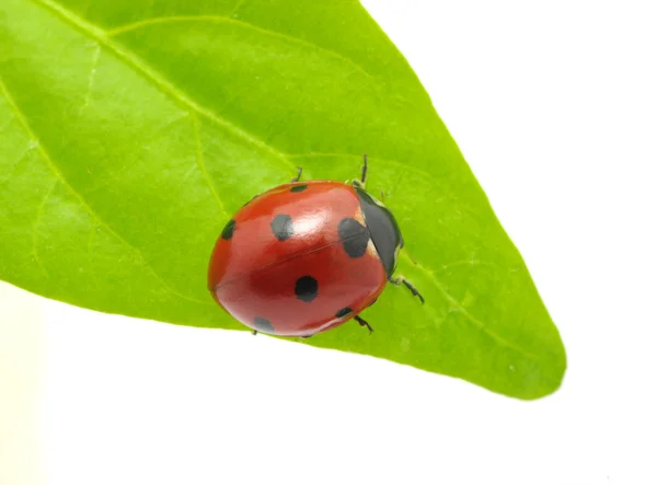 Mariquita. — Foto de Stock