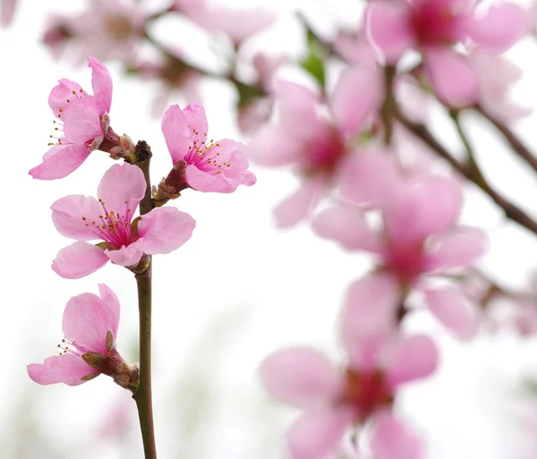 Fiori rosa — Foto Stock