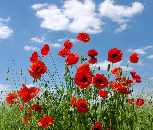 Amapolas rojas — Foto de Stock