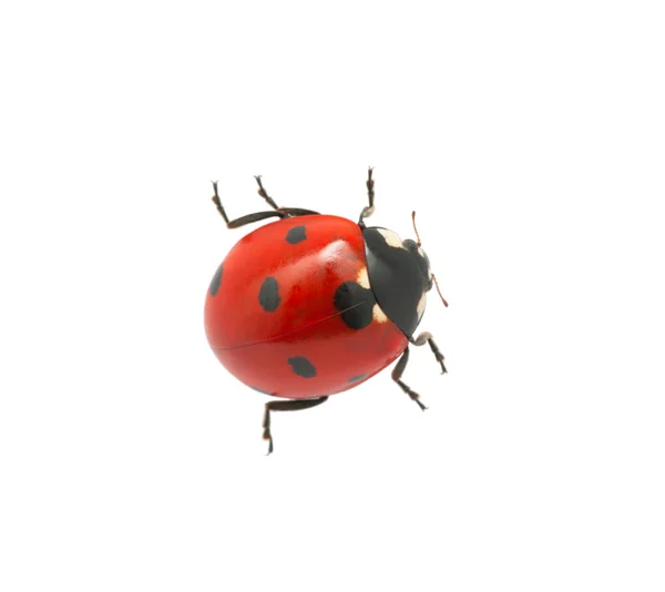 Coccinella — Foto Stock