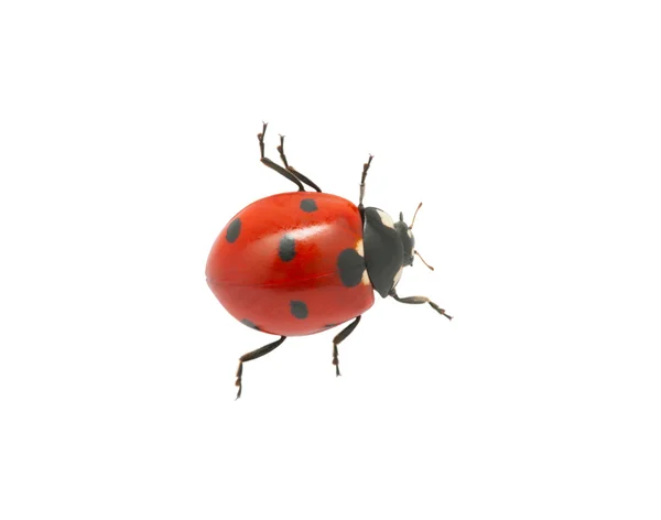 Coccinella — Foto Stock