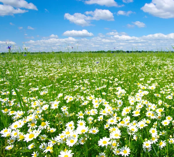 Field of camomiles — Stock Photo, Image