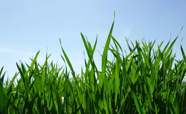 Gräs och himmel — Stockfoto