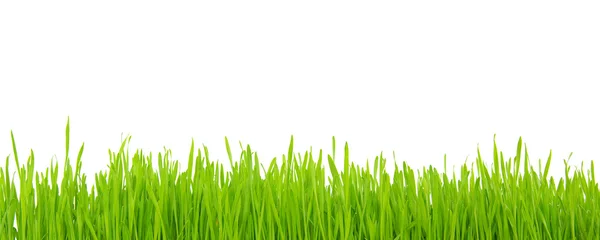 Gras auf Weiß — Stockfoto