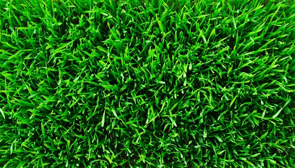Fondo de una hierba verde — Foto de Stock