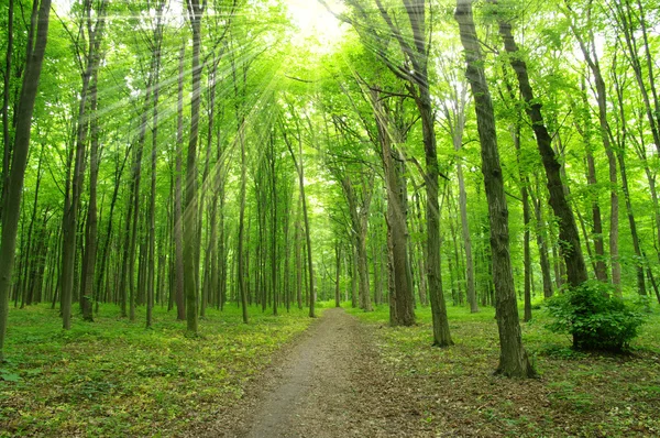 Green forest — Stock Photo, Image