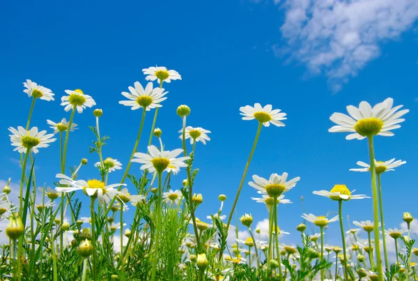 White daisies — Stockfoto