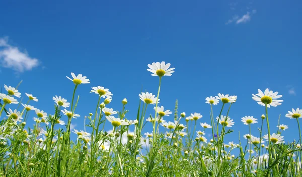 White daisies — Stockfoto