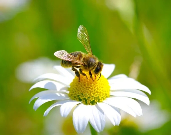 Abeille sur fleur — Photo