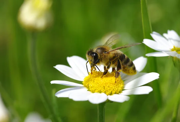 Abeja en flor — Foto de Stock