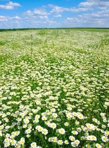 Field of camomiles — Stock Photo, Image