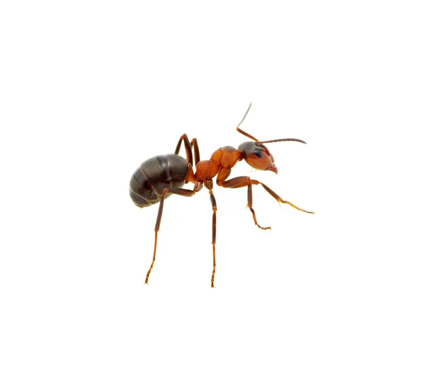 Muurahainen valkoisella — kuvapankkivalokuva