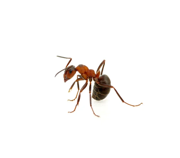 Ant on white — Stock Photo, Image