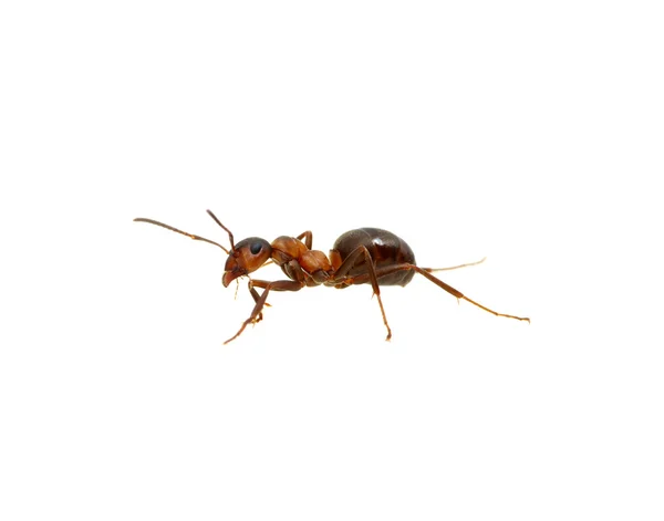 Ant op wit — Stockfoto