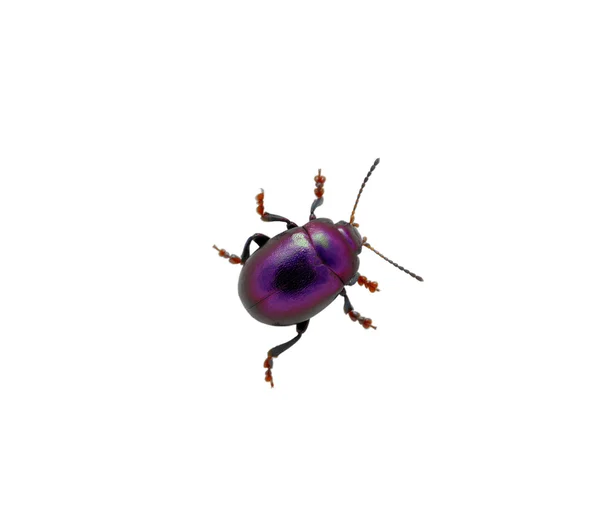 Mavi beetle — Stok fotoğraf