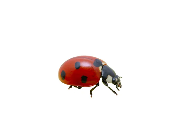 Ladybug — Stock Photo, Image