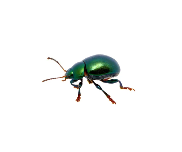 Green beetle — Stock Photo, Image