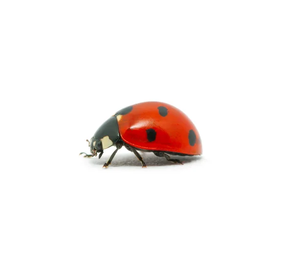 Coccinella — Foto Stock