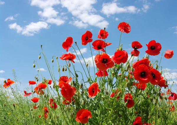 Red poppies — Stock Photo, Image