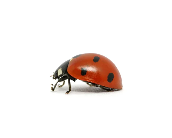 Ladybug — Stock Photo, Image