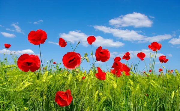 Roter Mohn — Stockfoto